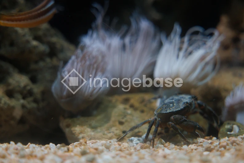 Underwater Life with Crab