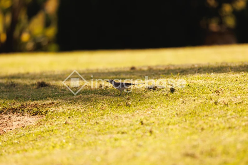 Solitary Bird on Grass