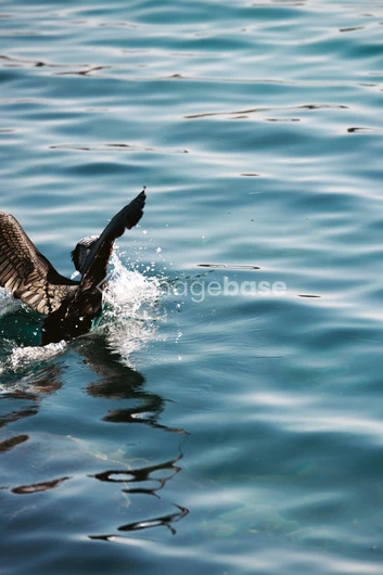 Splashing Bird on Water