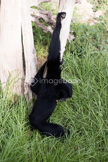 Monkey Hanging on Tree