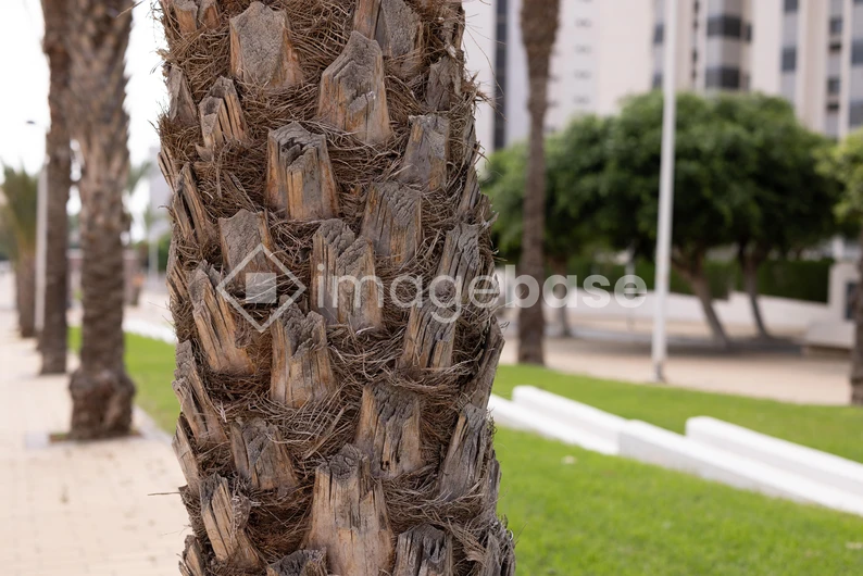 Close-up of Palm Tree Bark