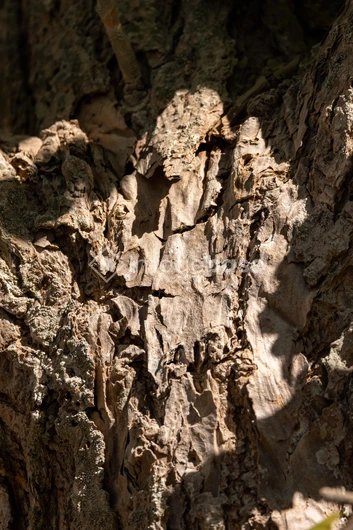 Close-up of Tree Bark
