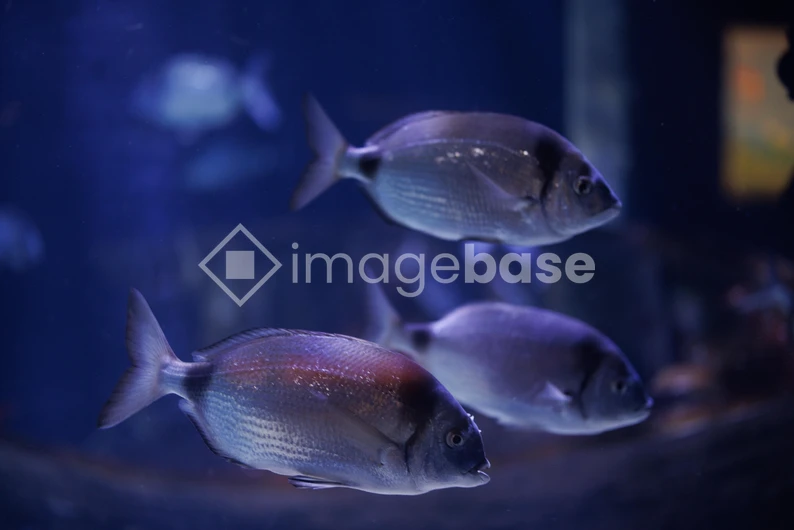 Tranquil Aquarium Scene