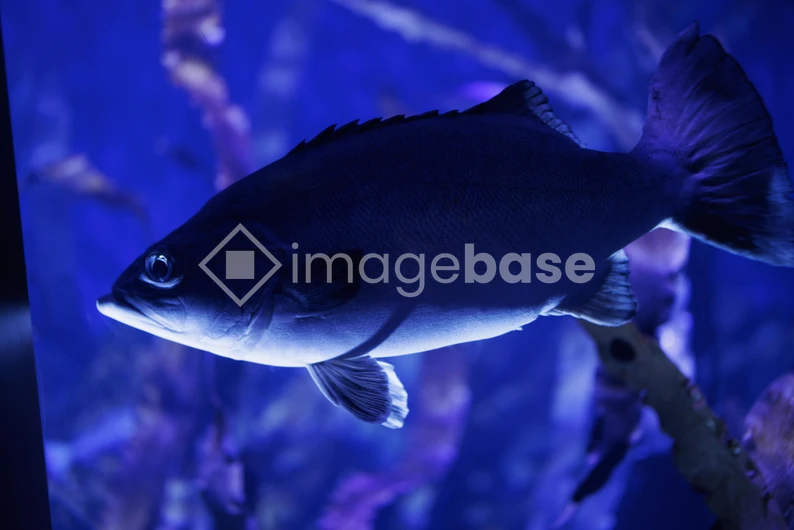 Underwater Fish