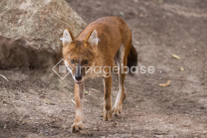 Wild Canine in Natural Habitat