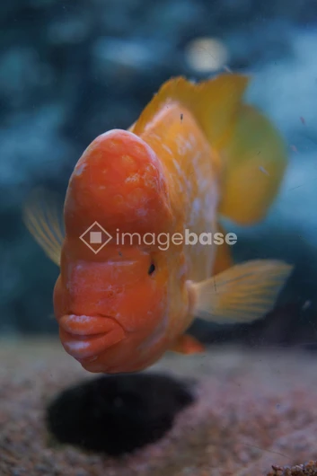 Vibrant Fish Underwater