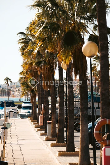Palm Tree Promenade by the Harbor
