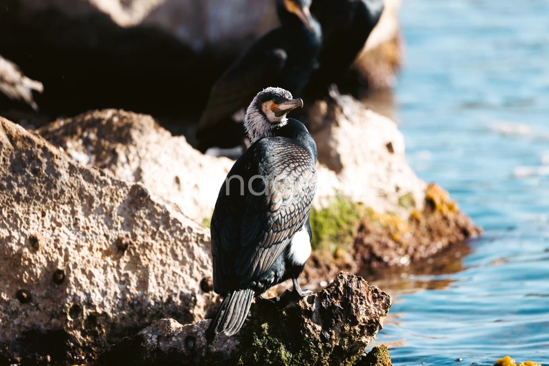 Cormorant by the Water