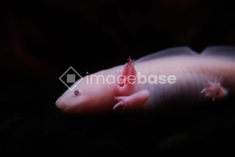 Pink Axolotl