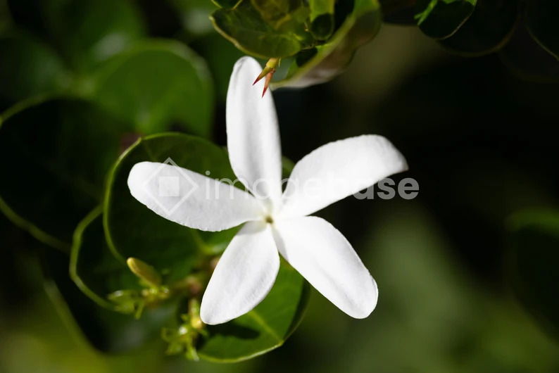 White Flower in Greenery