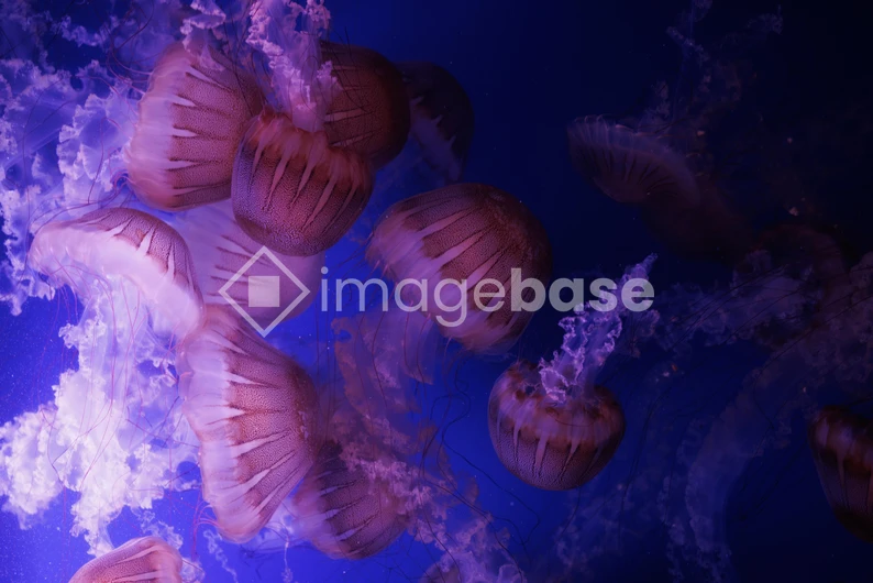 Mesmerizing Jellyfish Dance