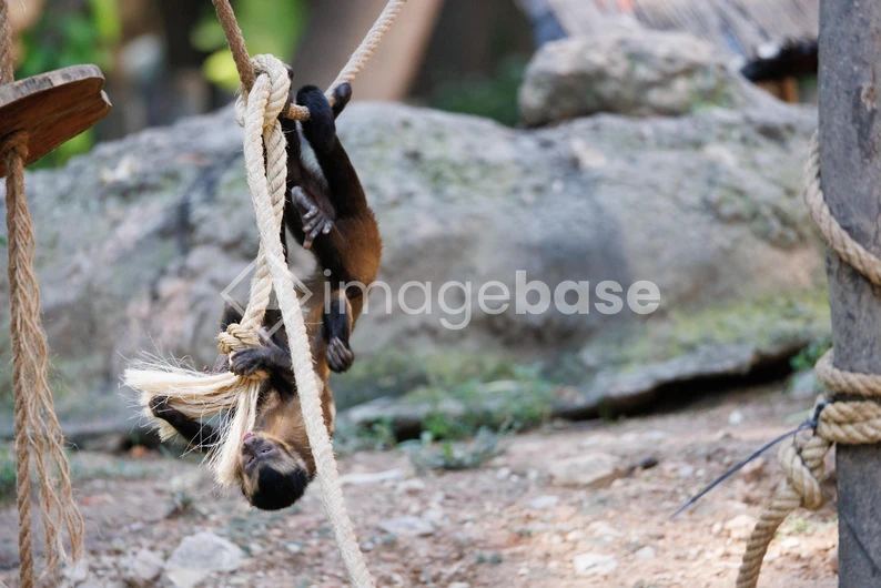 Monkey Playing on Ropes