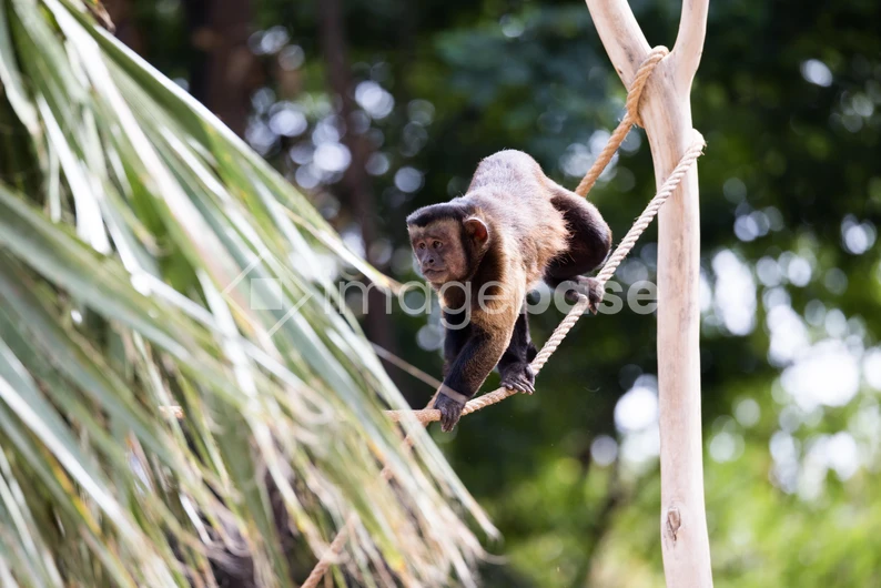 Monkey on a Rope