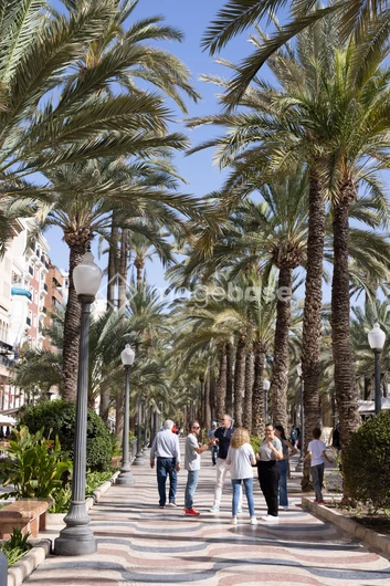 Palm-Lined Promenade