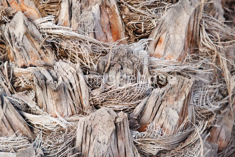 Palm Trunk Texture