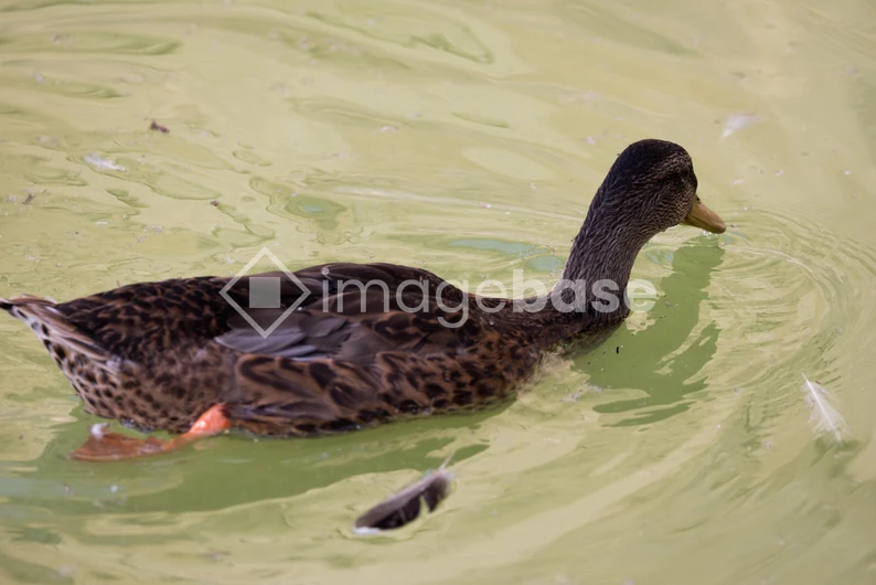 Duck Swimming in Pond