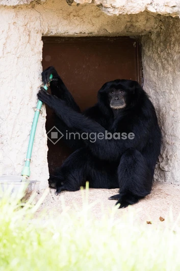 Sitting Primate in a Stone Enclosure