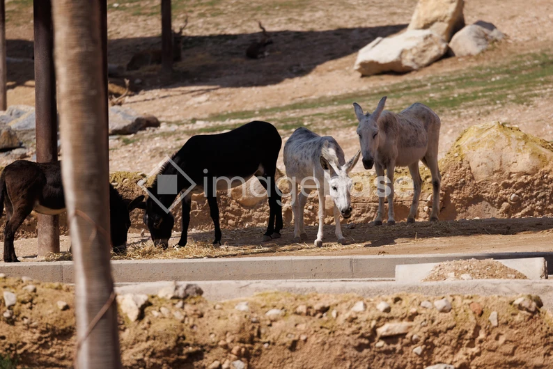 Donkeys in Natural Habitat