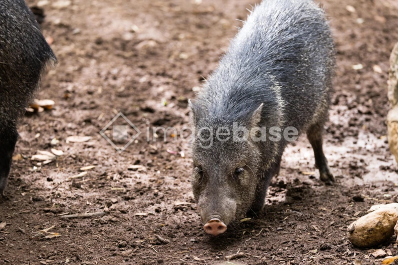 Wild Boar in Natural Habitat