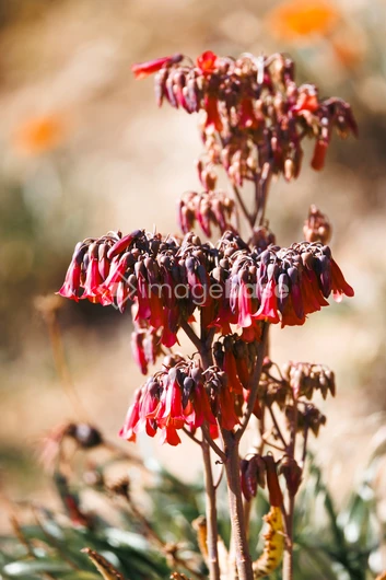 Desert Bloom