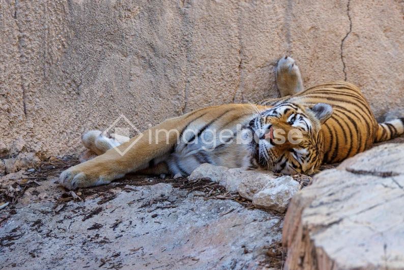 Relaxed Tiger Resting