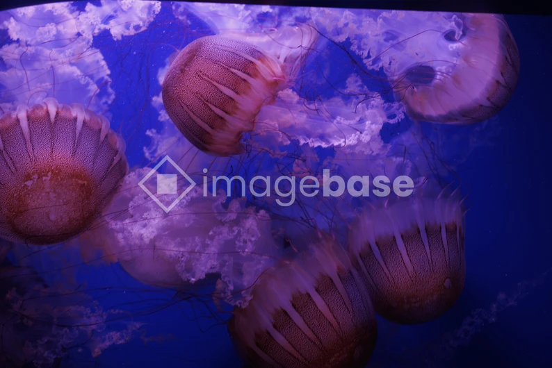 Graceful Jellyfish