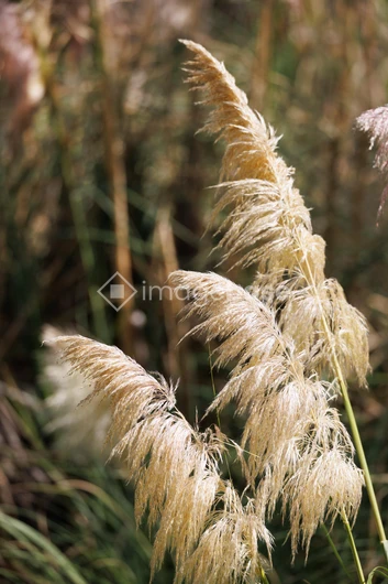 Golden Grass in Sunlight