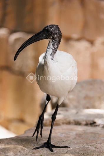 Ibis in Natural Habitat