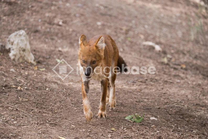 Wild Canine in Its Natural Habitat