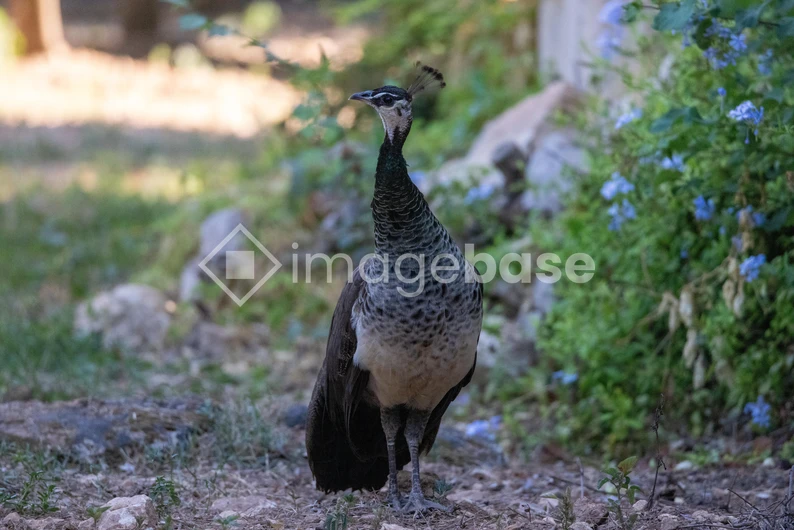 Peacock in Natural Habitat