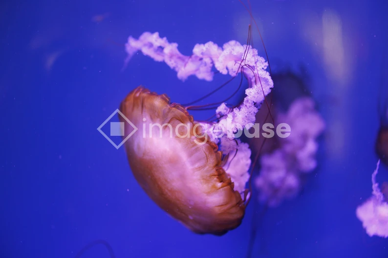 Jellyfish in Blue Waters