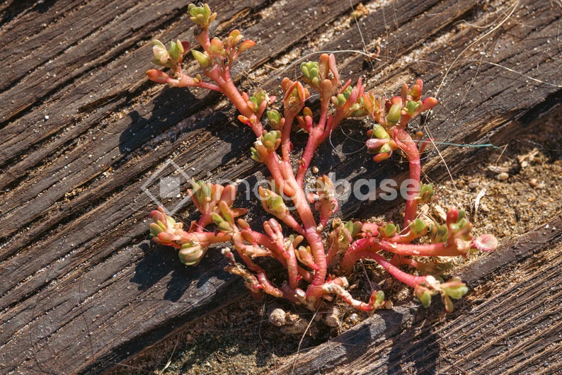 Desert Succulent on Wood