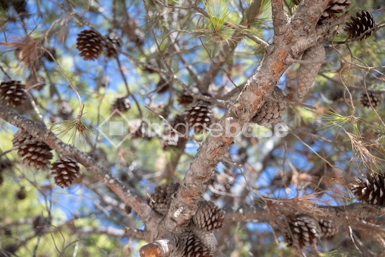 Pine Tree with Cones