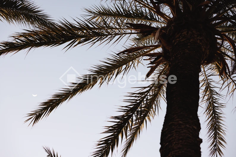 Palm Tree at Dusk