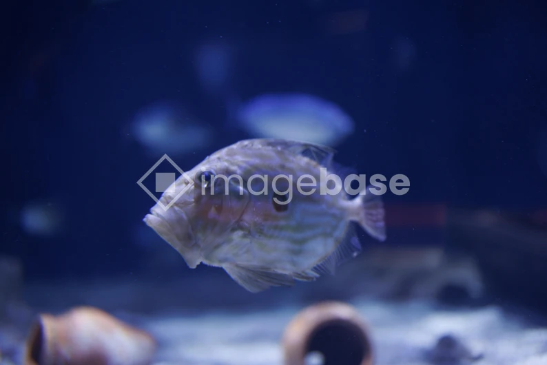 Underwater Fish Encounter