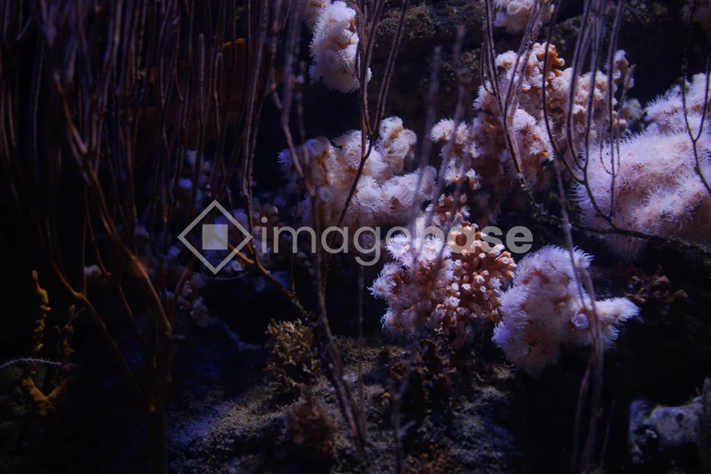 Underwater Coral Landscape