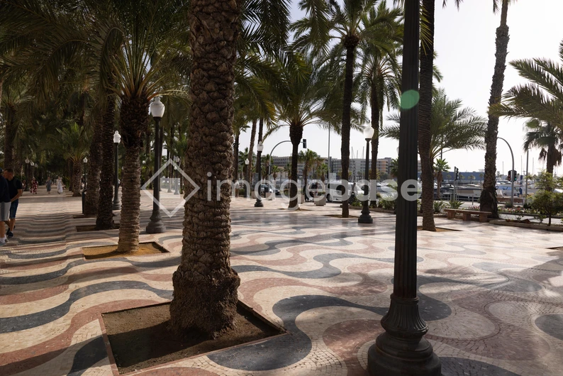 Palm Tree Promenade by the Sea