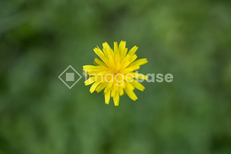 Bright Yellow Flower