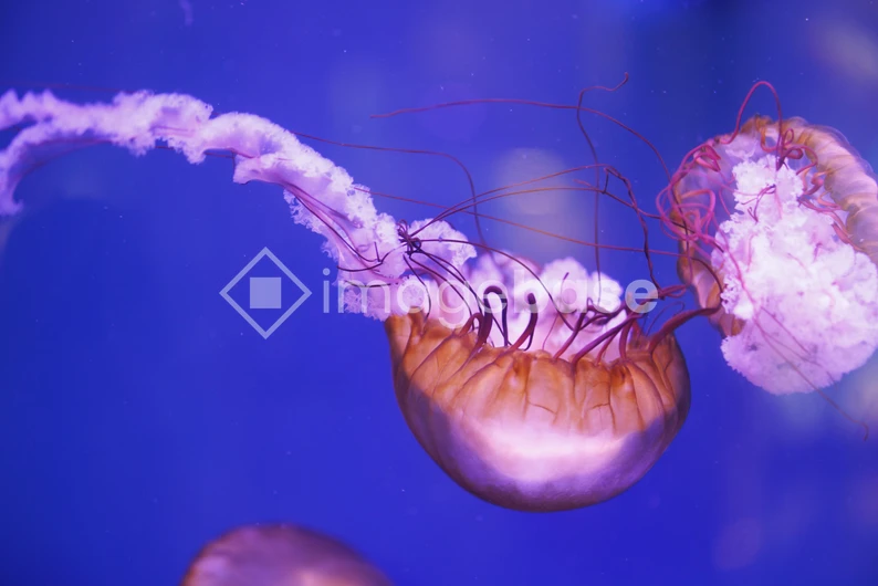 Jellyfish in Motion