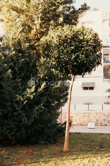 City Lemon Tree