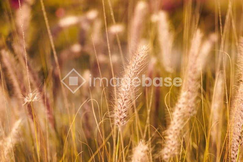 Serene Grassland