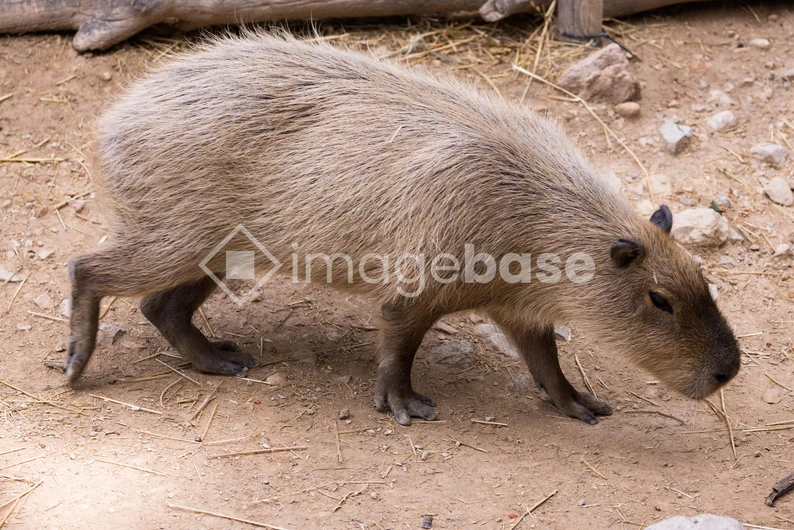 Capybara in Natural Habitat