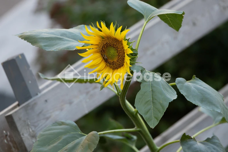 Sunflower by the Fence