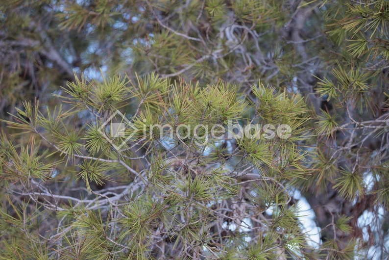 Close-Up of Pine Needles