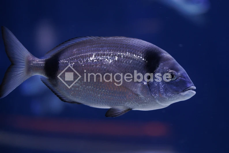 Underwater Fish