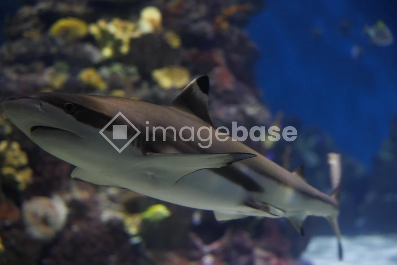 Graceful Shark in Aquarium