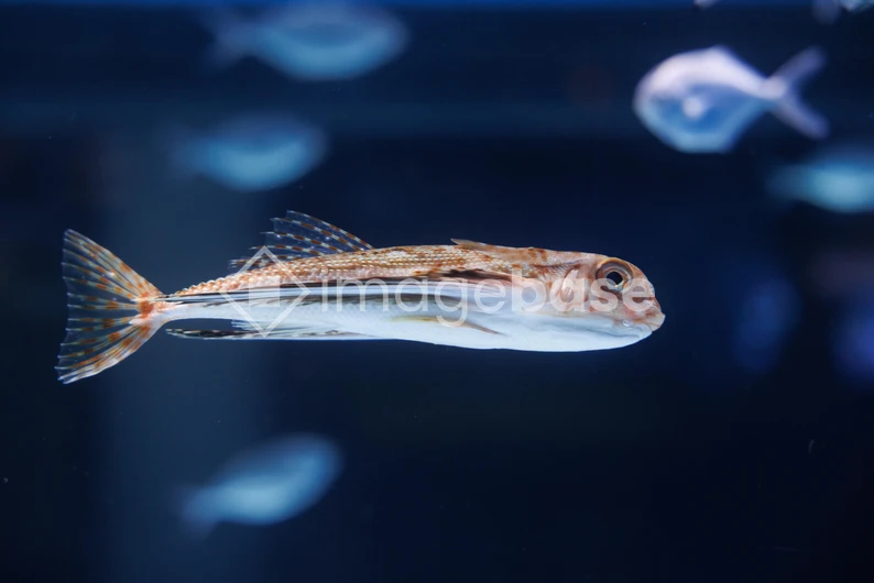 Fish Swimming Underwater