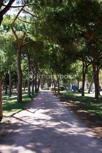 Peaceful Tree-Lined Pathway
