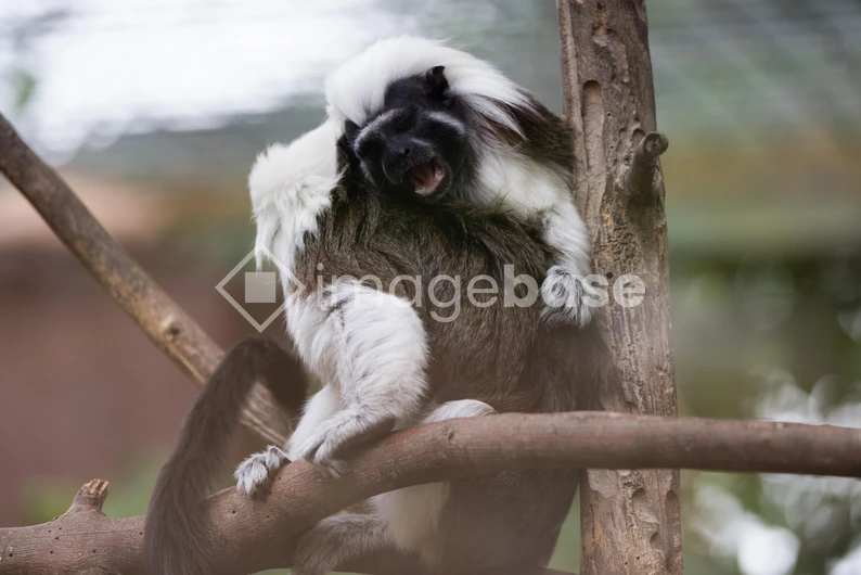 Laughing Tamarin on Tree