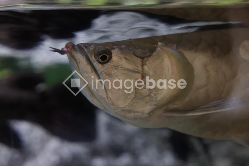 Underwater Fish Close-up